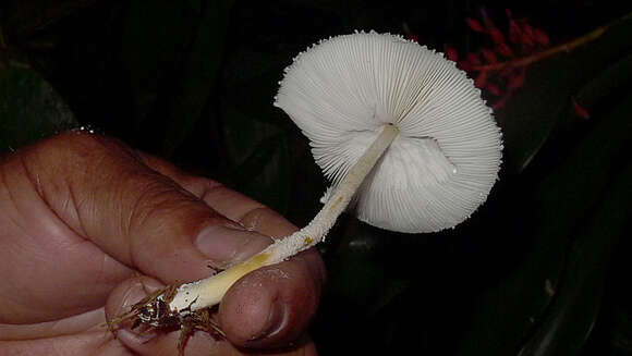 Image of Leucocoprinus cretaceus (Bull.) Locq. 1945