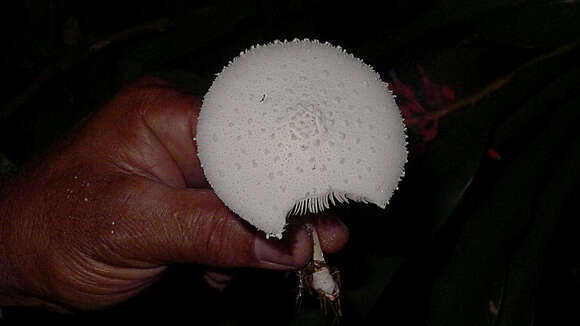 Leucocoprinus cretaceus (Bull.) Locq. 1945 resmi