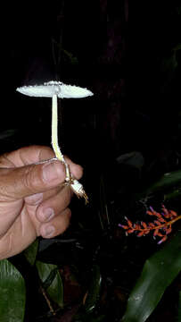 Image of Leucocoprinus cretaceus (Bull.) Locq. 1945