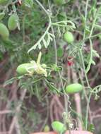 Image of cranberry gourd