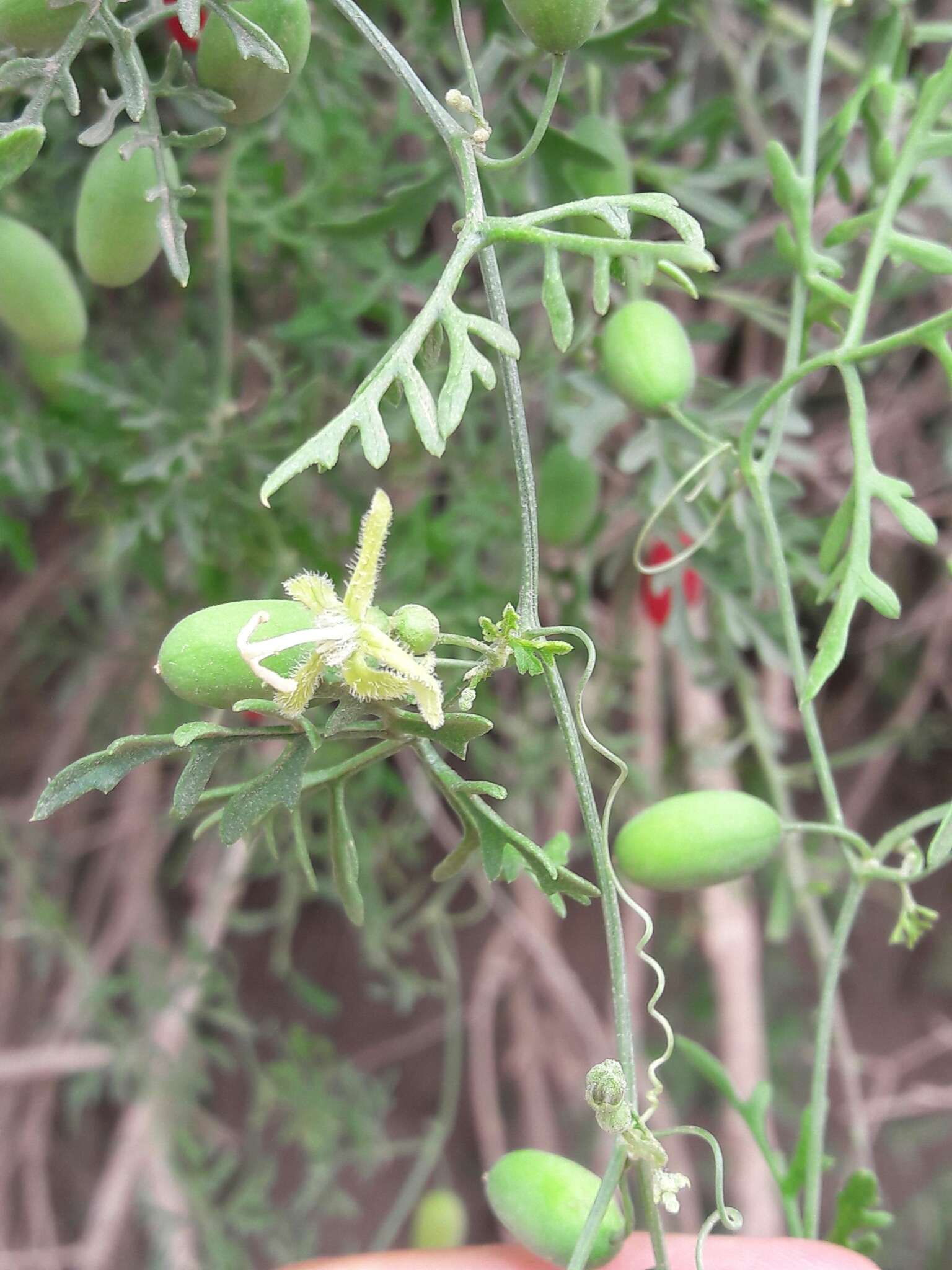 Image of cranberry gourd