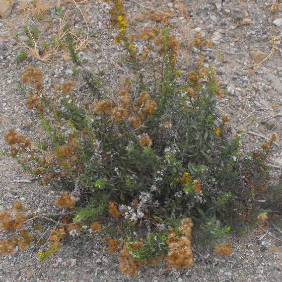 Image of Isocoma menziesii var. menziesii