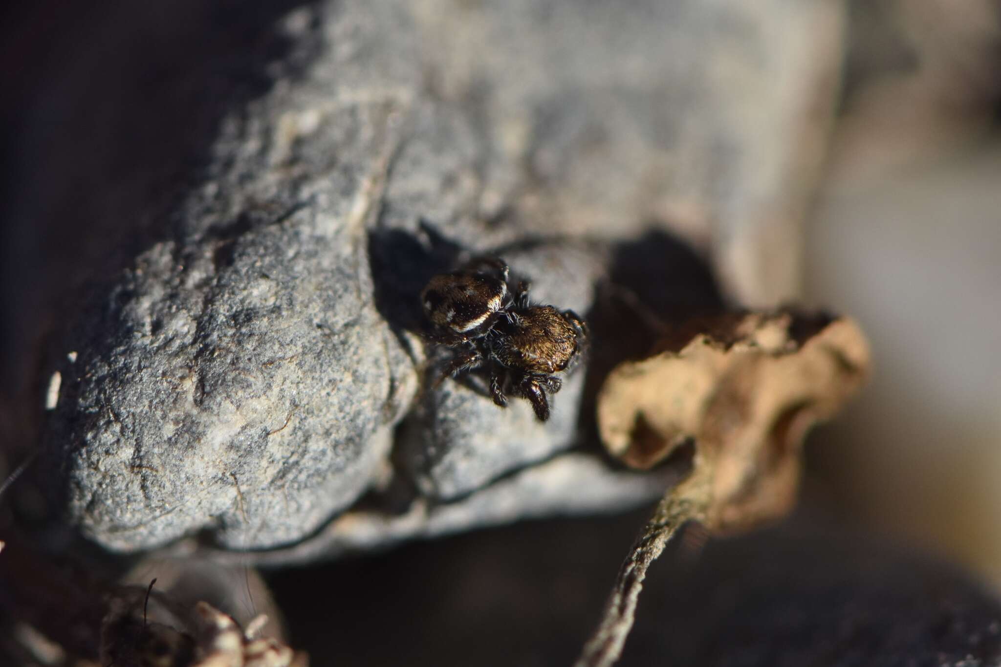 Image of Bianor albobimaculatus (Lucas 1846)