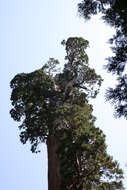 Image of giant sequoia