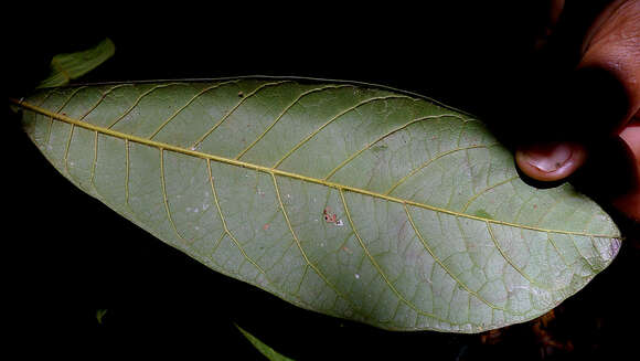 Pouteria macahensis T. D. Penn. resmi