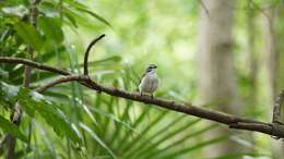 Image of White-browed Robin