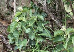 Image of Ipomoea albivenia (Lindl.) Sweet