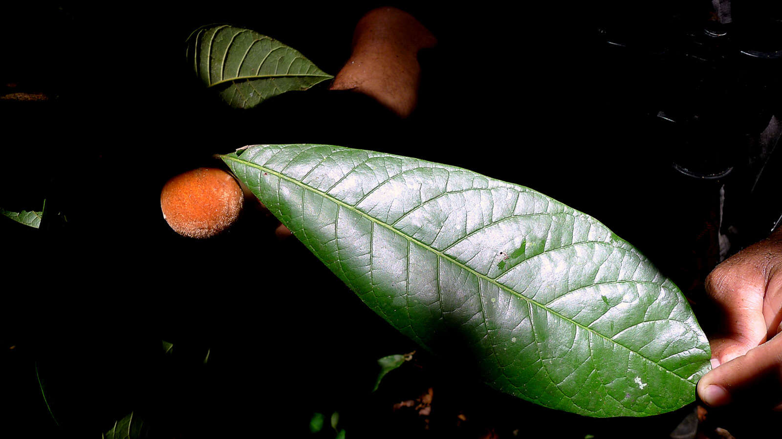 Pouteria macahensis T. D. Penn. resmi