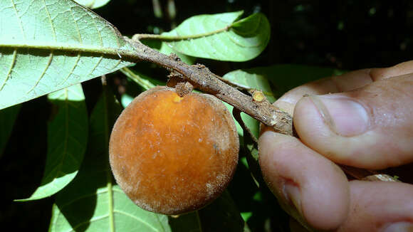 Pouteria macahensis T. D. Penn. resmi