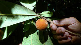 Pouteria macahensis T. D. Penn. resmi