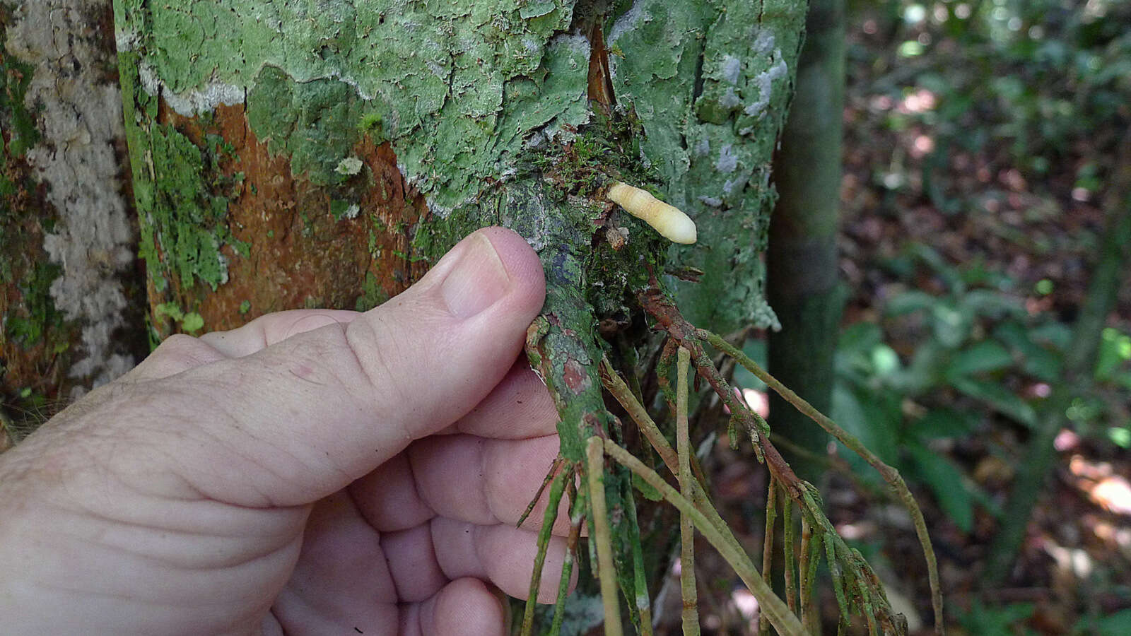 Pouteria macahensis T. D. Penn. resmi