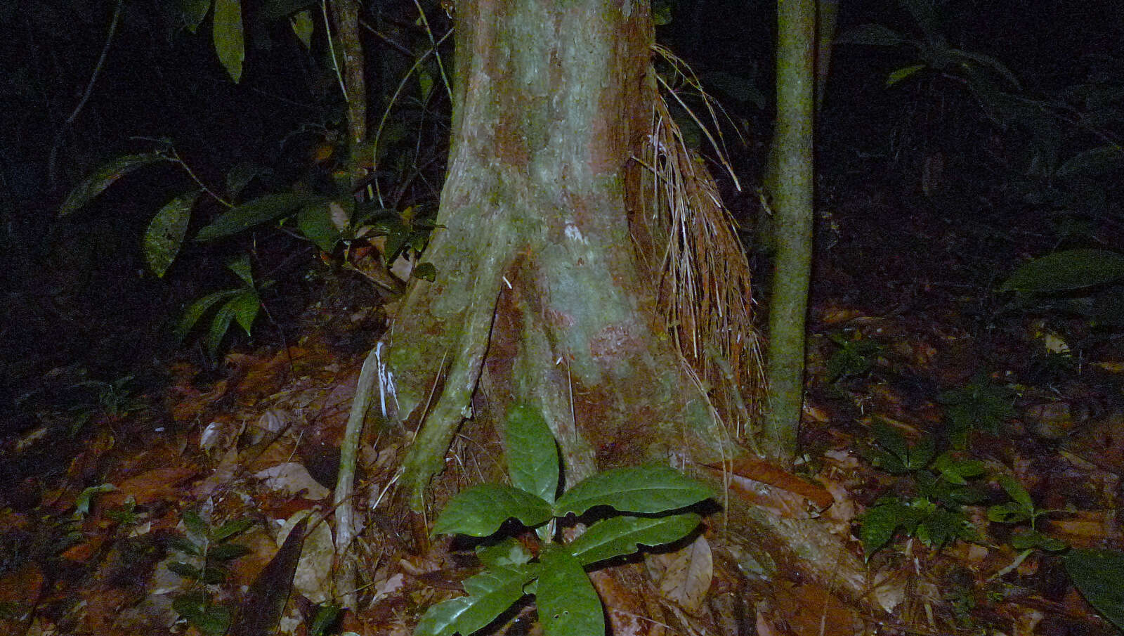 Pouteria macahensis T. D. Penn. resmi