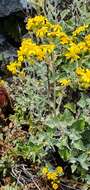 Image of Senecio verbascifolius Burm. fil.