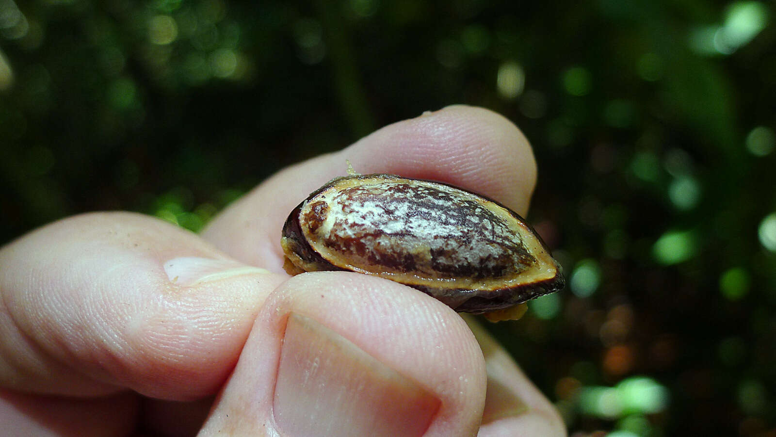 Pouteria macahensis T. D. Penn. resmi