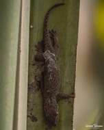 Image of Dwarf Bronze Gecko