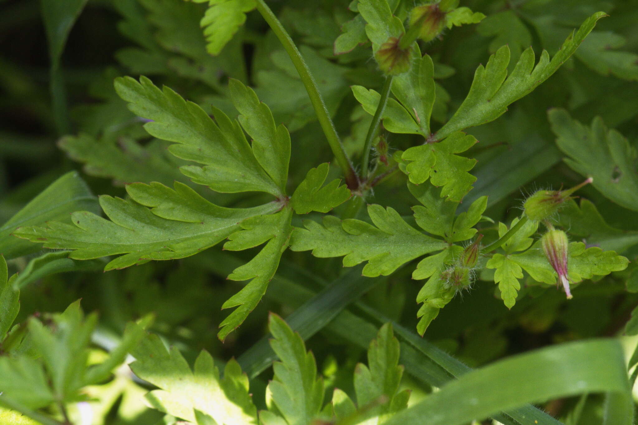 Image of Geranium purpureum Vill.