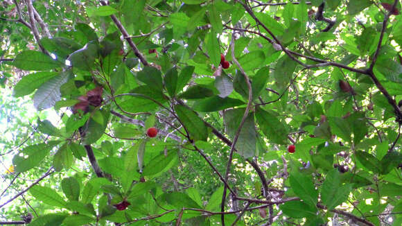 Pouteria macahensis T. D. Penn. resmi