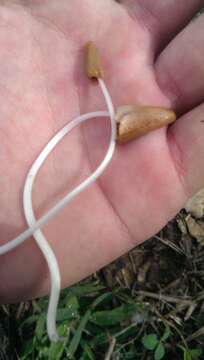 Image of Conocybe deliquescens Hauskn. & Krisai 2006