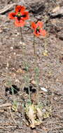 Image of Papaver laevigatum M. Bieb.