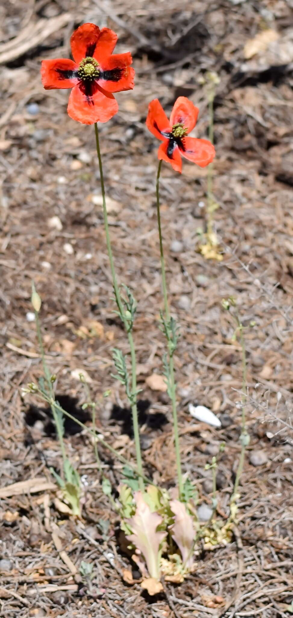 Image of Papaver laevigatum M. Bieb.