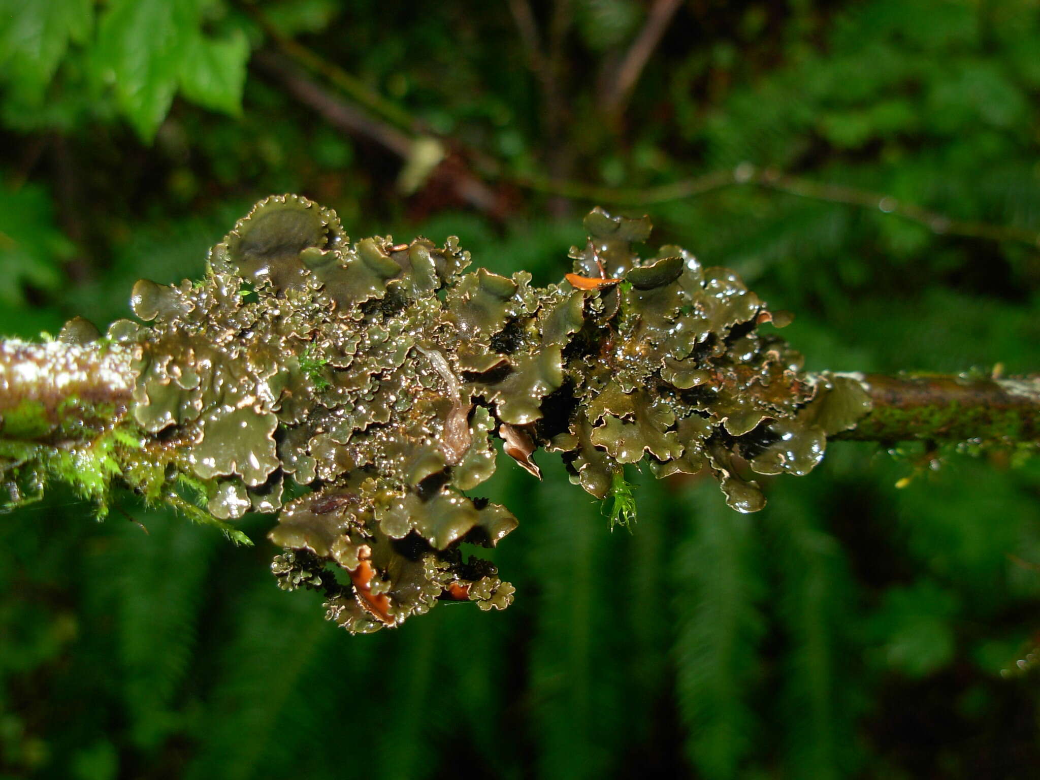 Image of kidney lichen