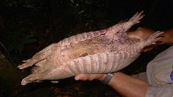 Image of long-nosed armadillos