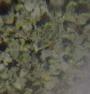 Image of Phaeophyscia endophoenicea (Harm.) Moberg