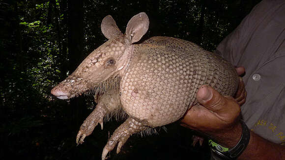 Image of long-nosed armadillos