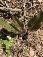 Image of common hawkweed