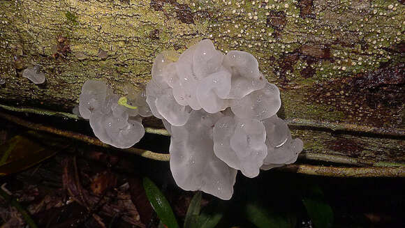 Image de Trémelle fucus