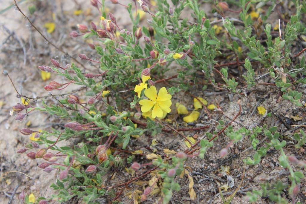 Imagem de Crocanthemum patens (Hemsl.)