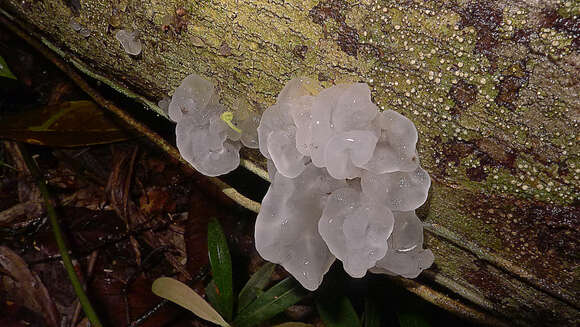 Image of snow fungus