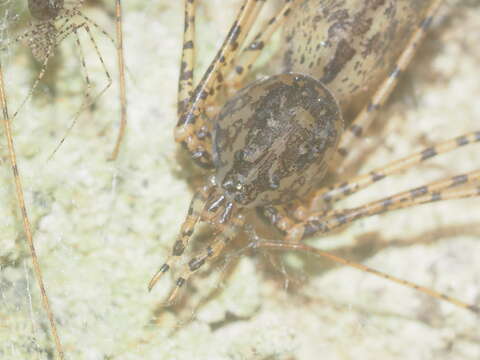 Image de Scytodes longipes Lucas 1844