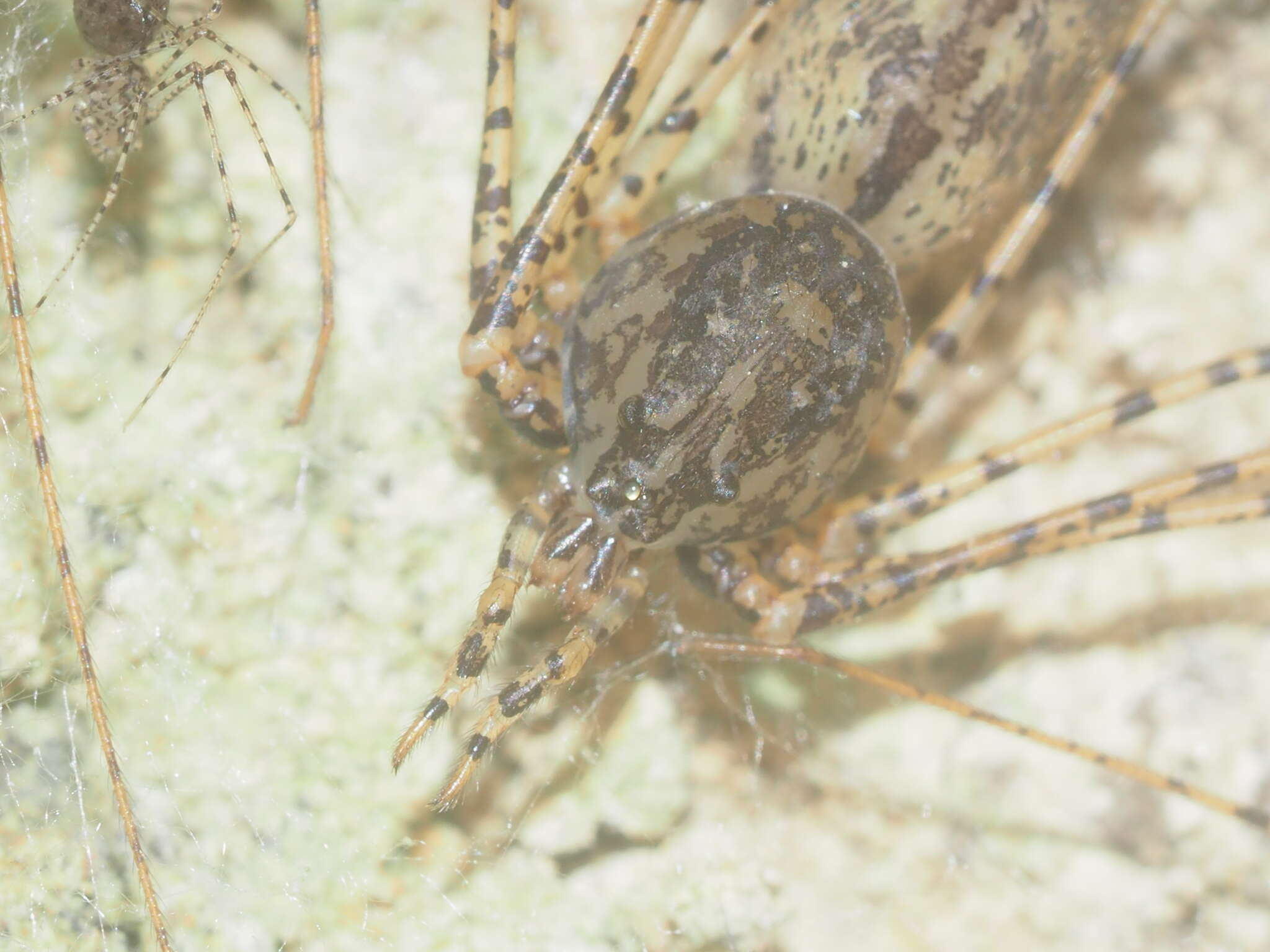 Image of Spitting spider