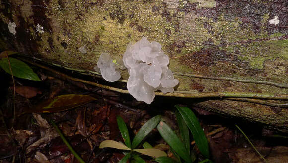 Image of snow fungus