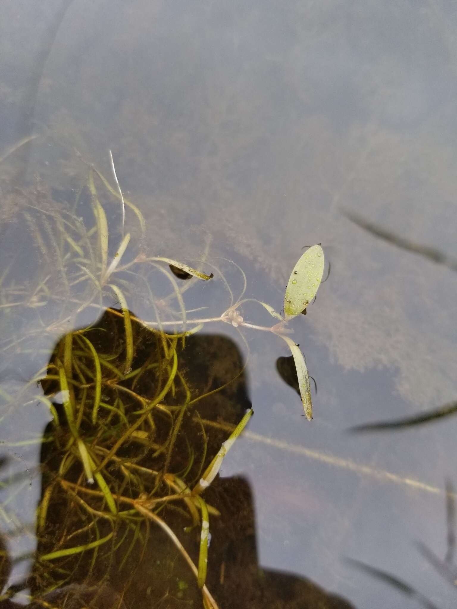 Image of northern snail-seed pondweed