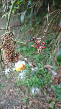 Image of Smilax bracteata C. Presl