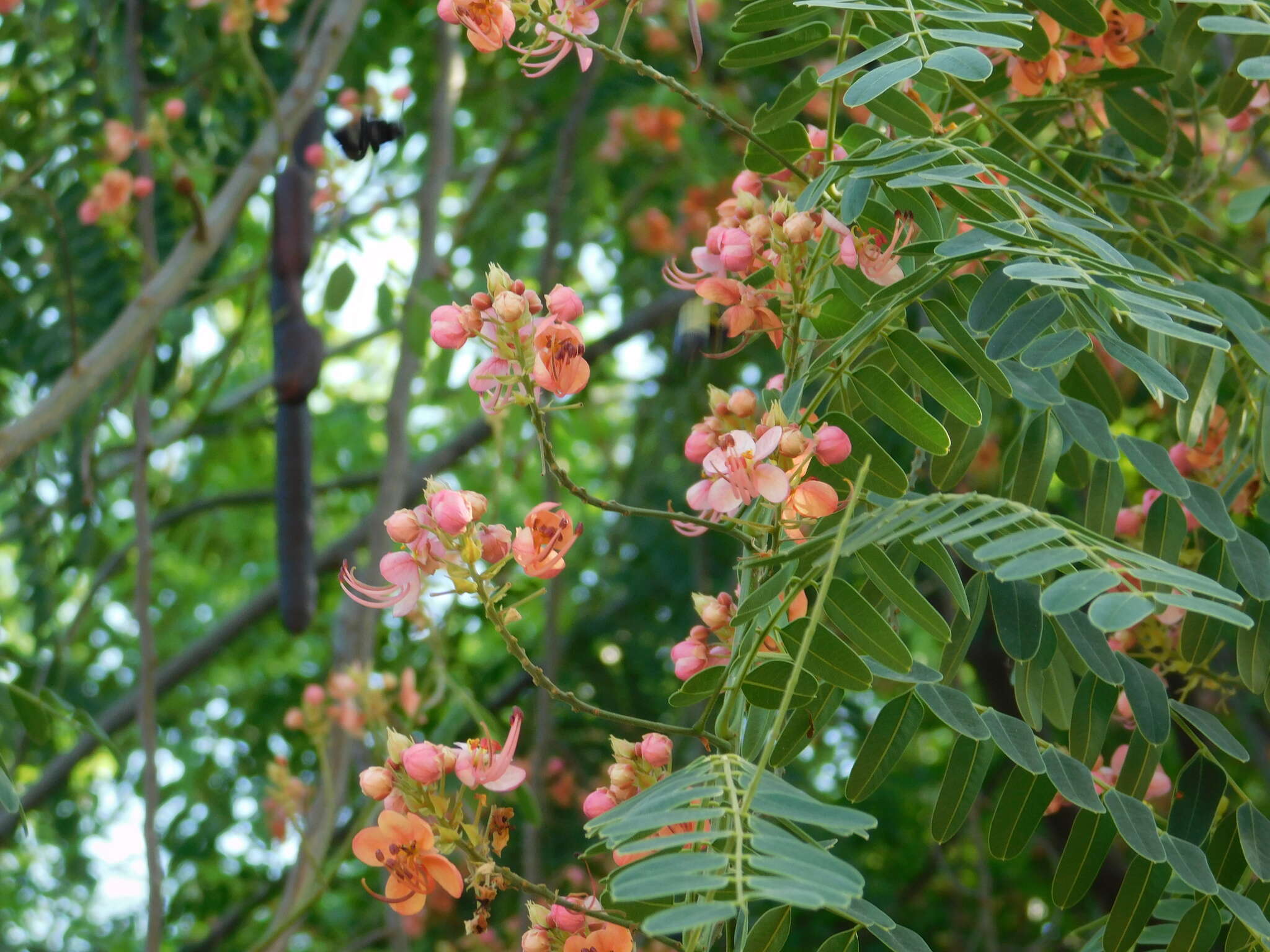 Cassia roxburghii DC. resmi