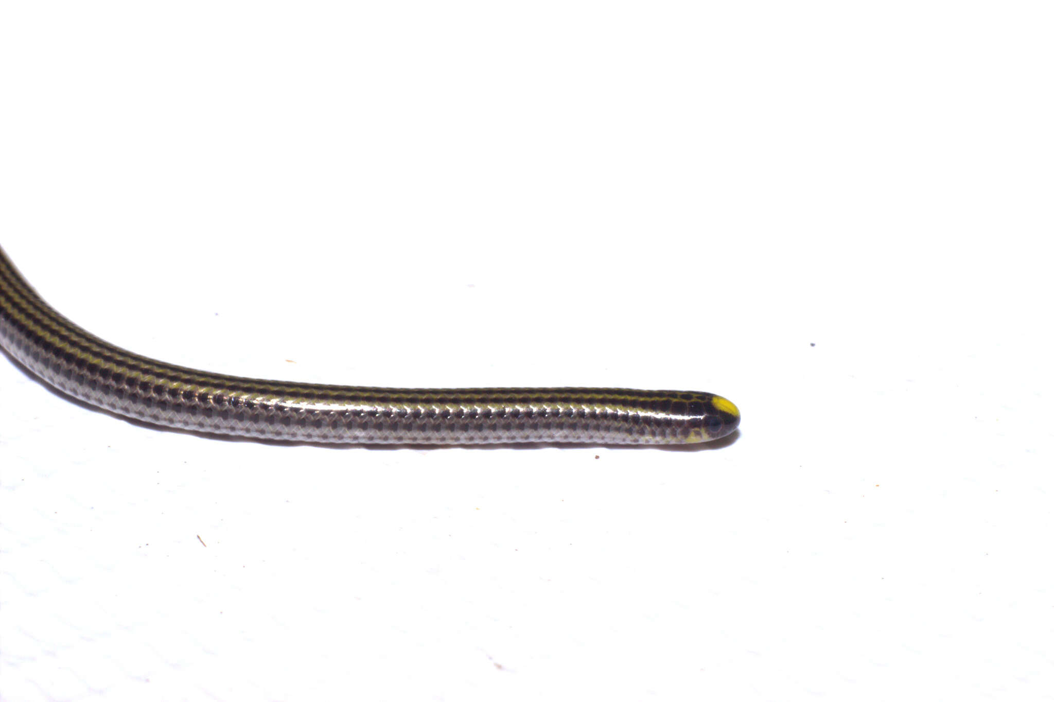 Image of Black Blind Snake