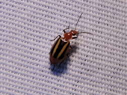 Image of Lebia (Lebia) vittata (Fabricius 1777)