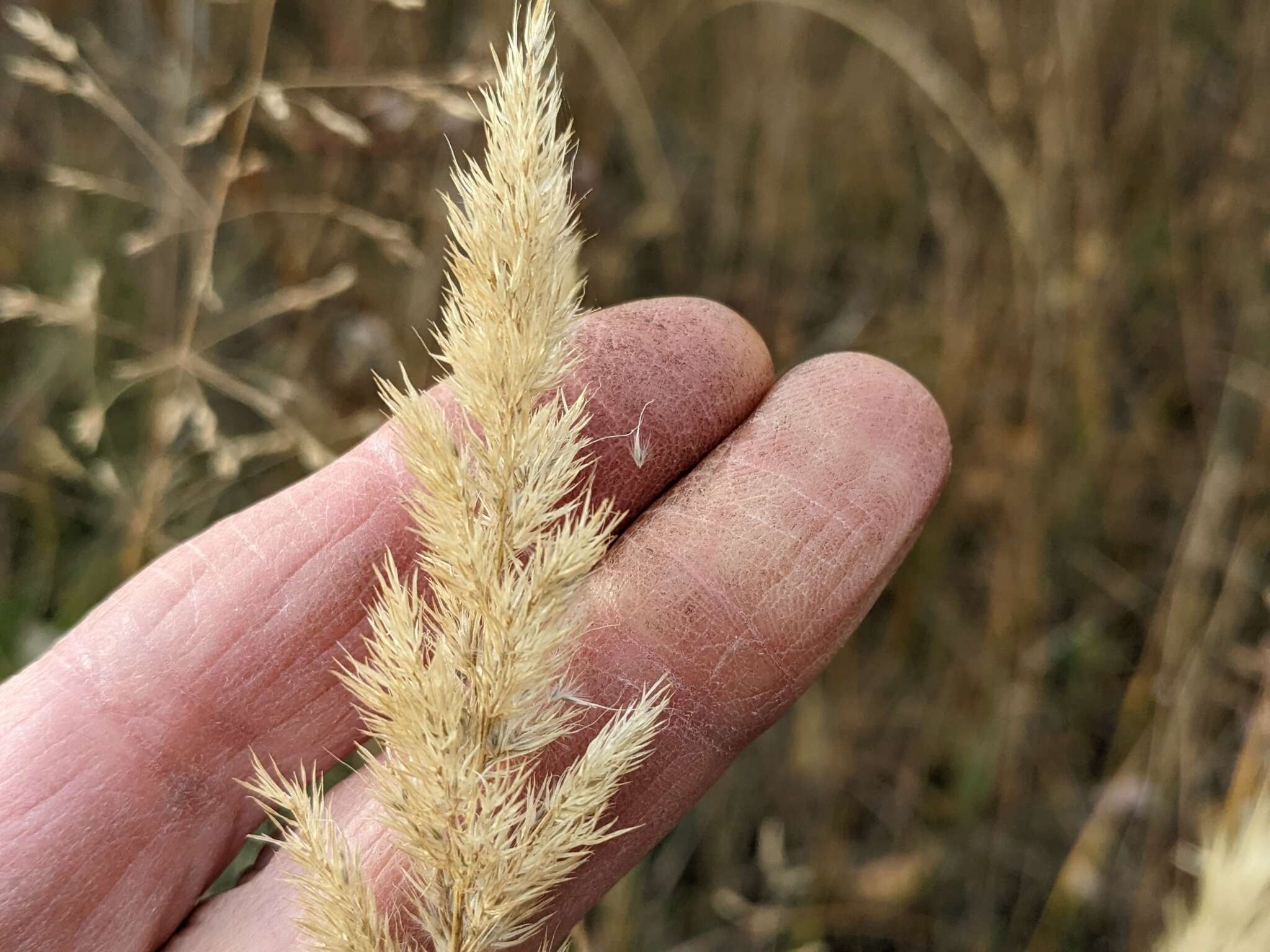 Image of foxtail muhly