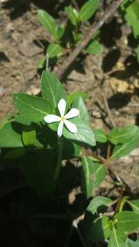 Image de Catharanthus scitulus (Pichon) Pichon