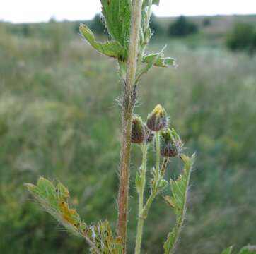 Image of Potentilla recta subsp. obscura (Willd.) Arcang.