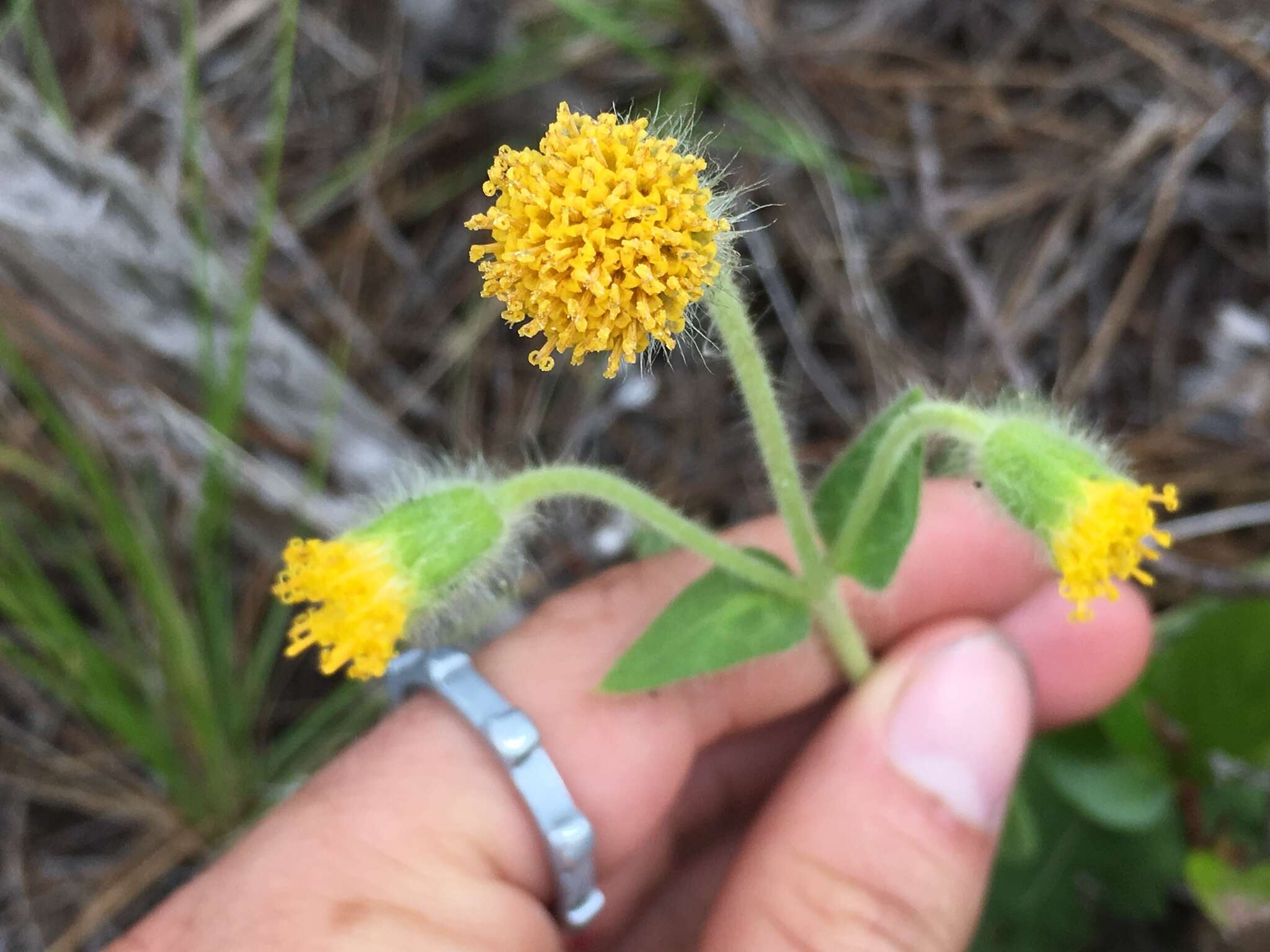 Image of rayless arnica