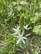 Imagem de Camassia leichtlinii subsp. leichtlinii