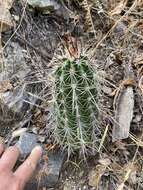 Image of Arizona Hedgehog Cactus