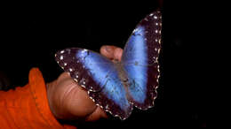 Morpho helenor Cramer 1782的圖片