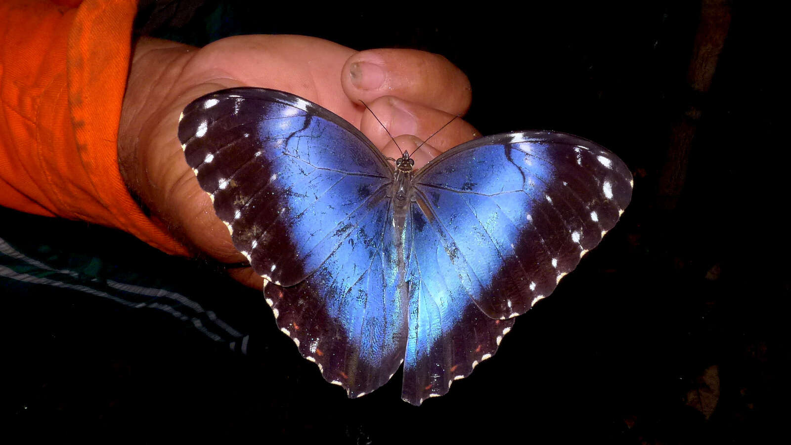 Morpho helenor Cramer 1782的圖片