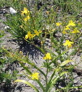 Image of Moraea ramosissima (L. fil.) Druce