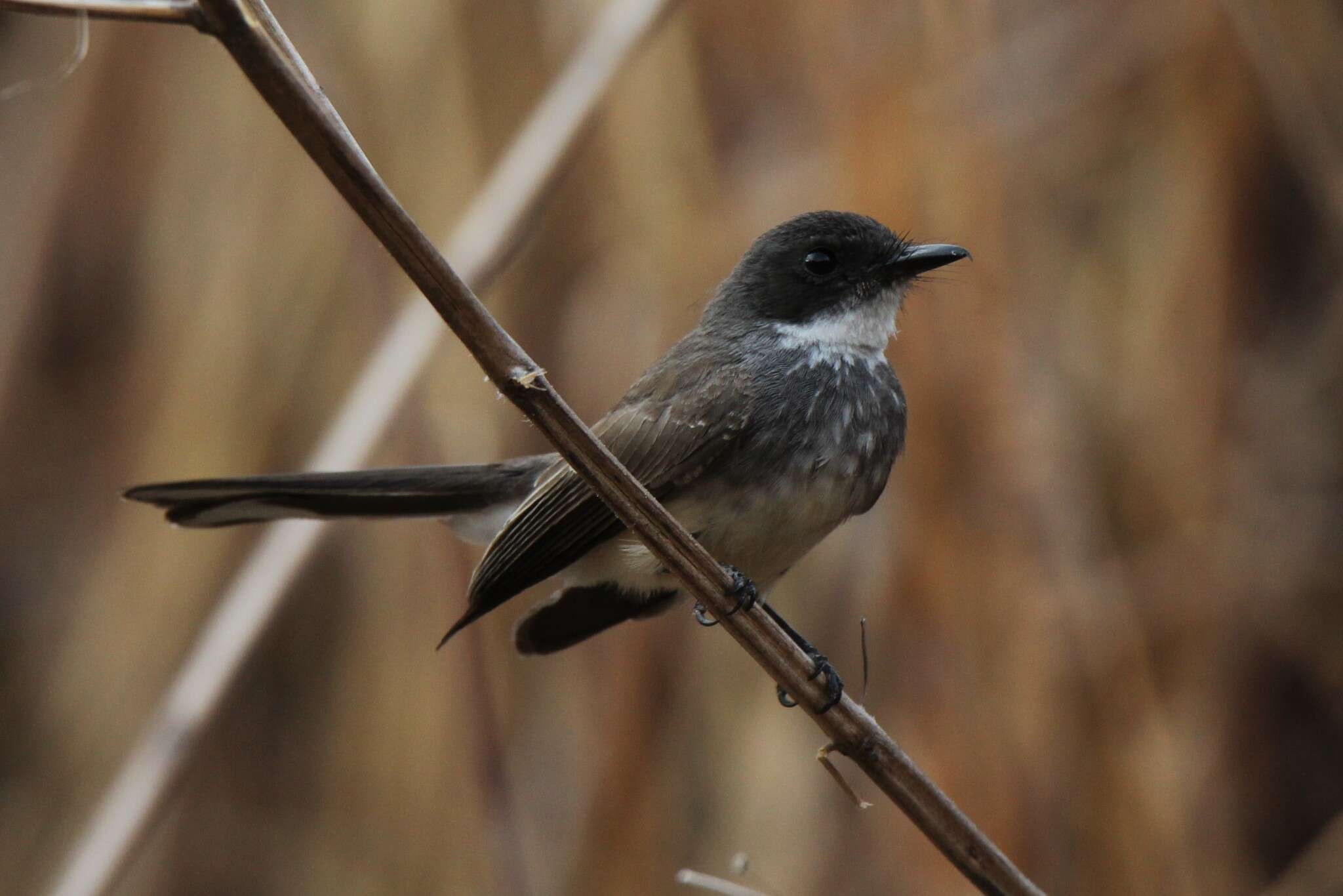 Image of Northern Fantail